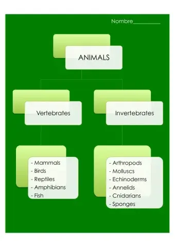 Unit 4 Types of Animals Scheme