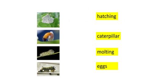 Caterpillar Vocabulary