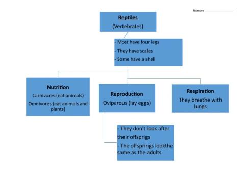 Unit 4 Reptiles Scheme