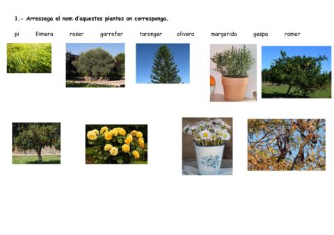 Les plantes