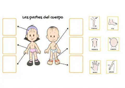 Las partes de la cara y cuerpo