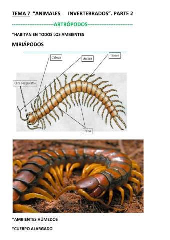 Animales invertebrados. parte 2. artrópodos.