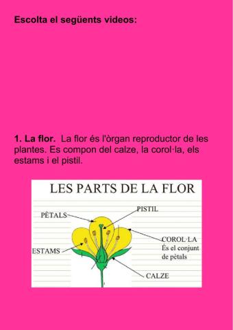Las partes de la flor-Les parts de la flor