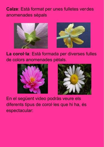 El calze i la corol·la