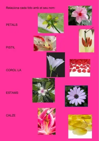 Activitats: parts de la flor