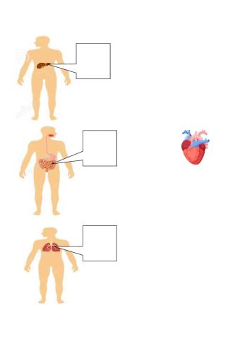 El corazón