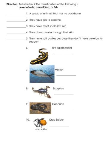 Classification of Animals (Amphibian, Invertebrate, Fish)