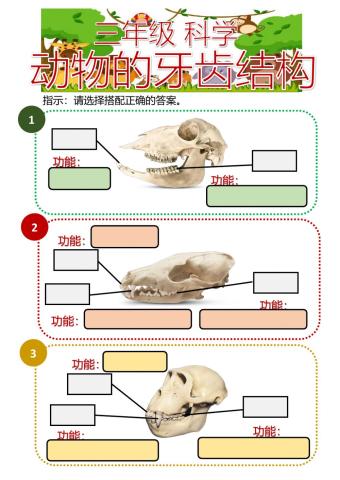 三年级 动物的牙齿结构