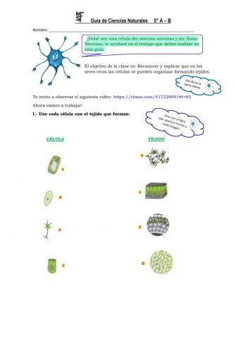 Guía Ciencias 5° Célula-tejidos