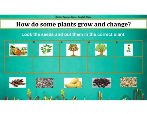 How plants grow?