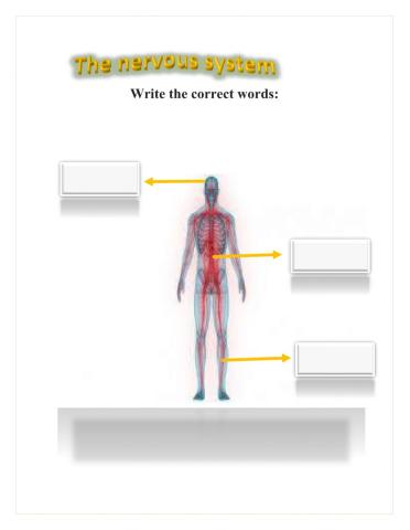 The nervous system