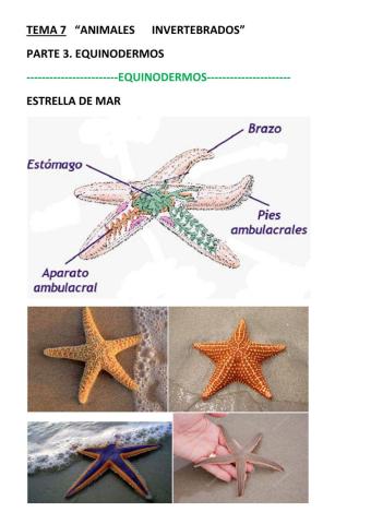 Animales invertebrados. parte 3. equinodermos.