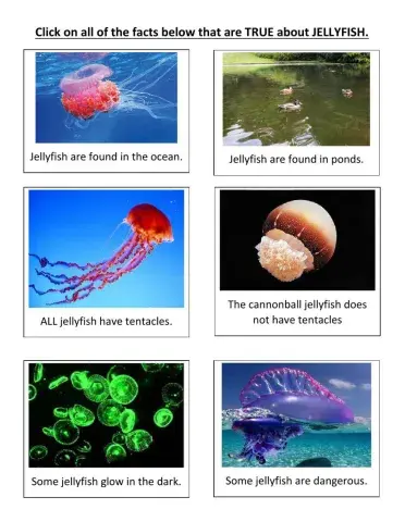 Jellyfish facts