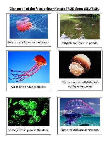 Jellyfish facts