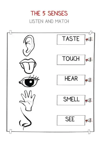 The Five Senses