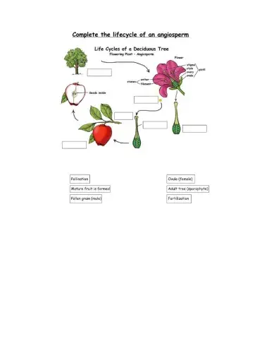 Life cycle of angiosperm