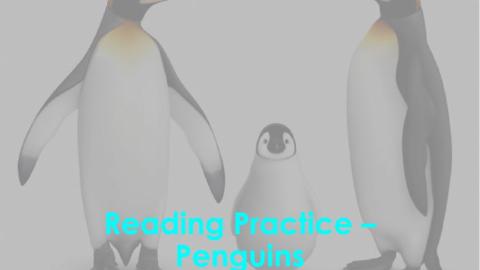 Penguins - reading comprehension