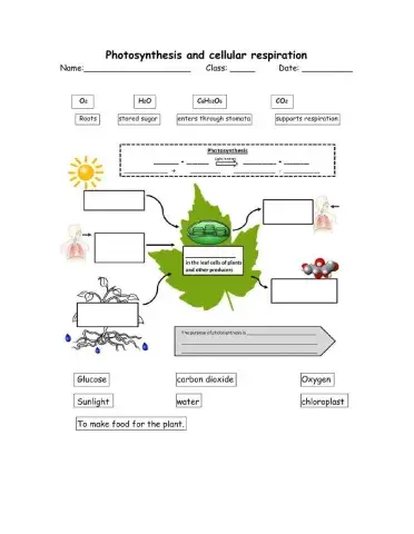 Photosynthesis and cellular respiration
