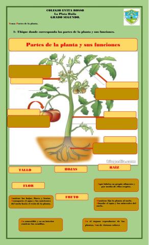 Partes de la planta.
