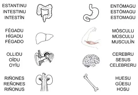 El cuerpu (per dientro)