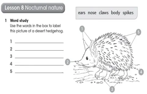 Nocturnal Animals Labelling