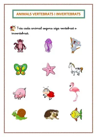 Animals VERTEBRATS i INVERTEBRATS