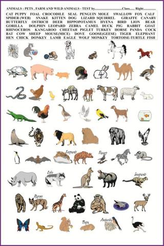 Animal Nouns Test