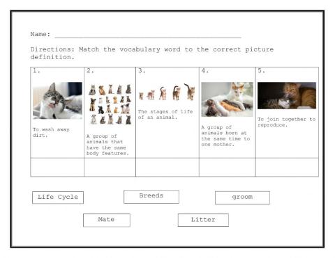 Life of Cycle of a Cat - Matching Academic Vocabulary
