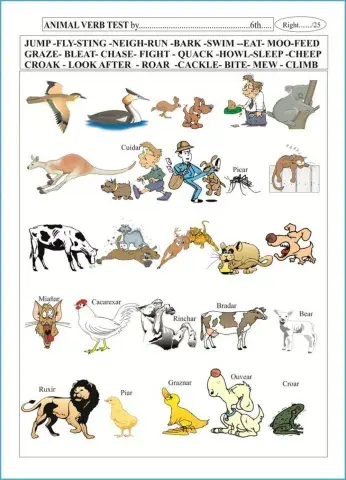 Animal Verbs Test