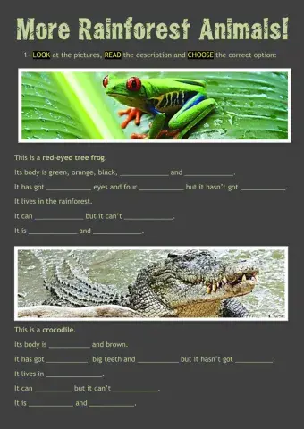 More Rainforest Animals