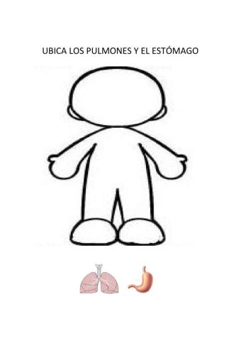 Pulmones y estómago