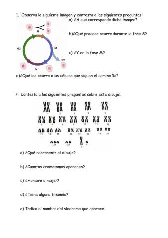 Ciclo celular y Cariotipo