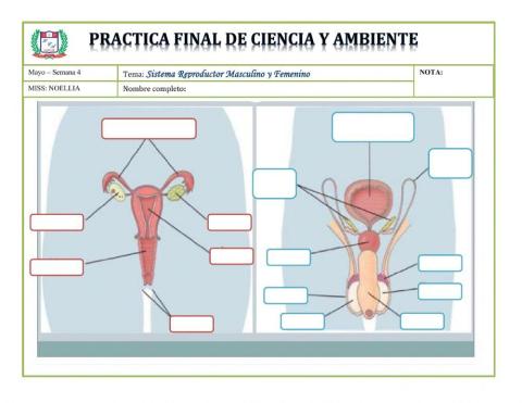 Aparato reproductor femenino y masculino