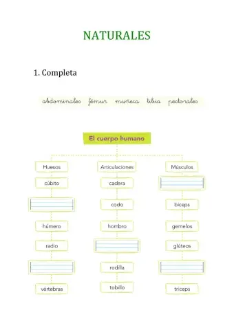 Músculos, articulaciones y huesos