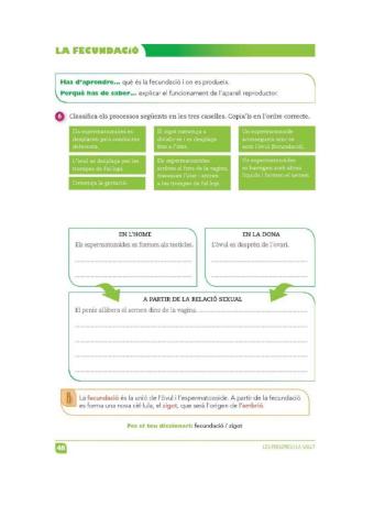 Quadern - La fecundació