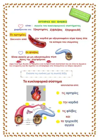 Το κυκλοφορικό σύστημα του ανθρώπου