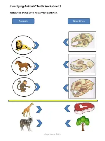 Dentition of animals