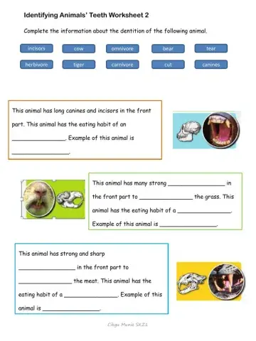 Dentition of animals