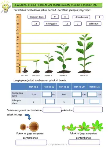 Perubahan tumbesaran tumbuhan