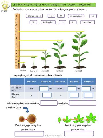 Perubahan tumbesaran tumbuhan