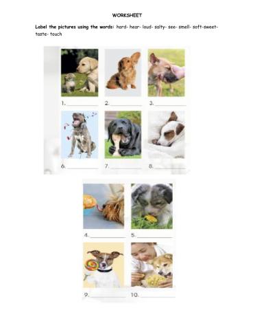 Worksheet It tastes sweet