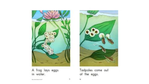 Frog Life Cycle Level 3