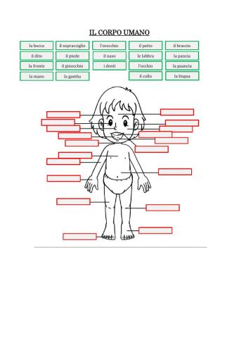 Il corpo umano