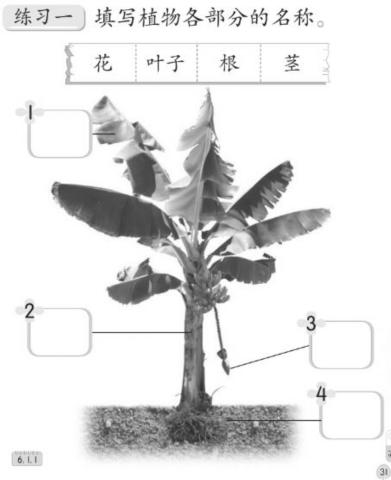 Pg 31 植物