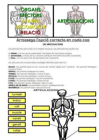 Articulacions