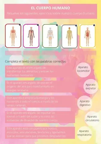 El cuerpo humano