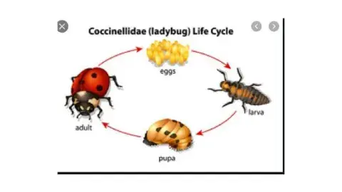 Life Cycle of a Lady Bug