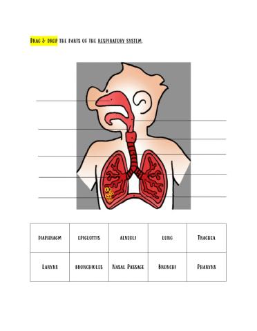 Parts of the Respiratory System