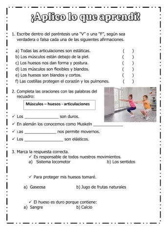 Sistema locomotor