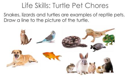 Pet chores - Turtle